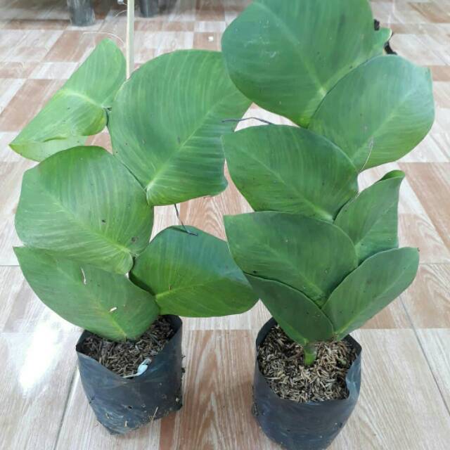 Tanaman dollar rambat daun besar - dollar rambat - tanaman rambat - anisa flora