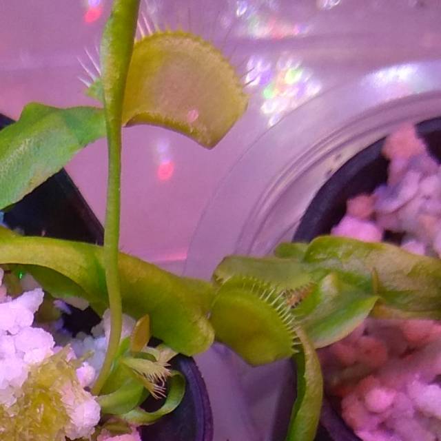 Tanaman Karnivora Hias Venus FlyTrap B52 Anakan