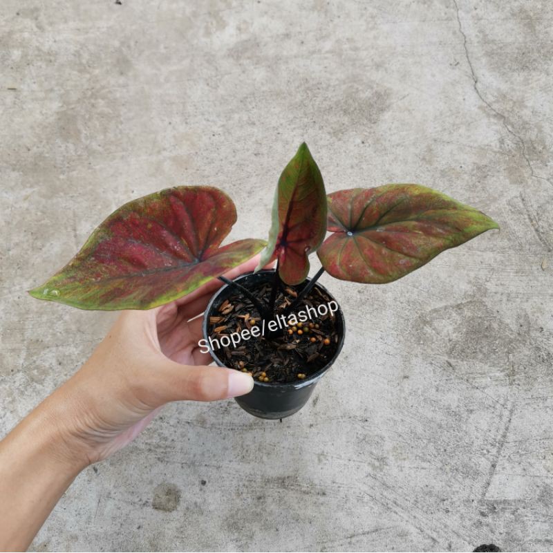 REAL PICT Caladium H51 / Keladi H51 Black Cooper