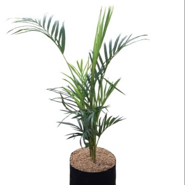 Tanaman Palem Kuning 1 Meter