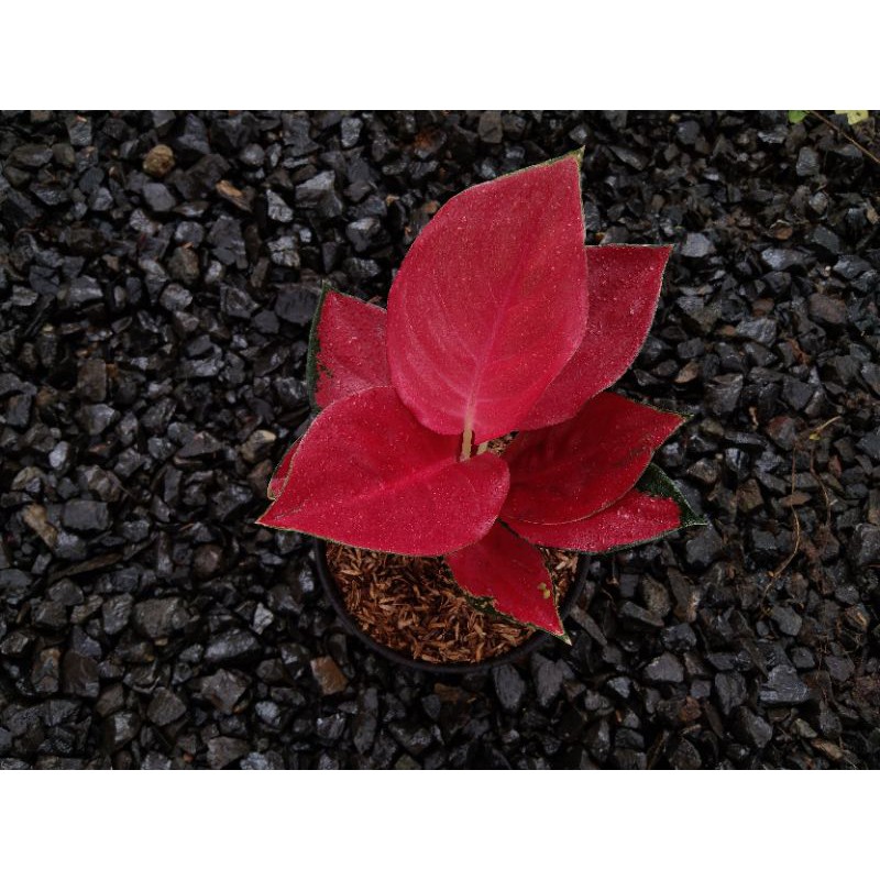aglaonema suksom jaipong full red aglonema