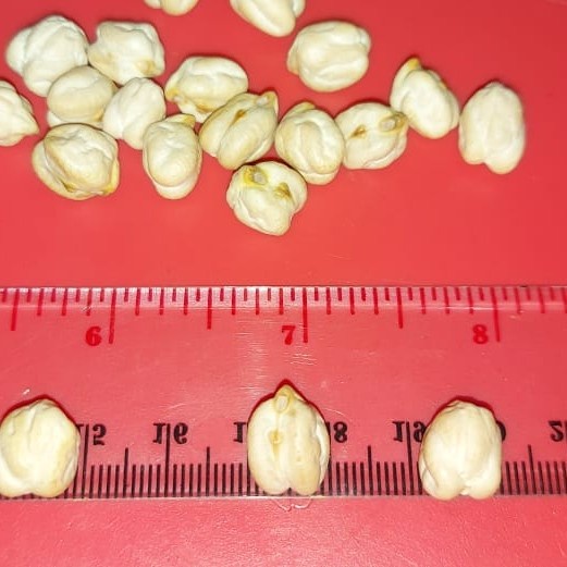 

Siap Krim 1Kg Natural Raw Chickpea . Kacang Arab Mentah