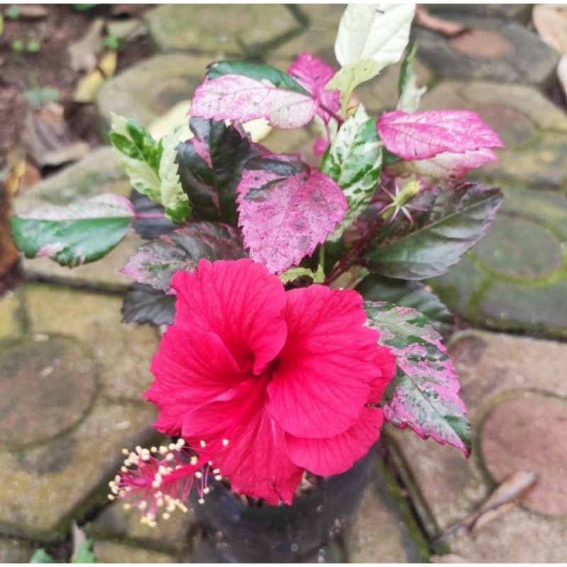 Bunga Sepatu varigata Bunga sepatu daun pink Bunga sepatu daun merah Bunga sepatu daun putih