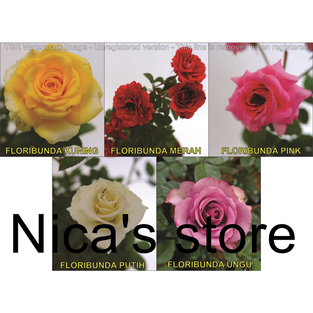 Pohon bibit bunga Mawar Kampung Bibit bunga Laperan sudah berakar (bahan stek mawar)