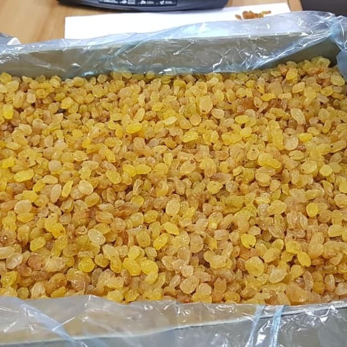 

kismis arab kismis kuning kismis manis 10kg semi jumbo /oleh oleh haji dan umroh