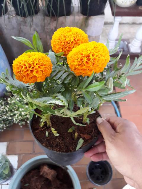 Tanaman Hias Marigold Orange Shopee Indonesia