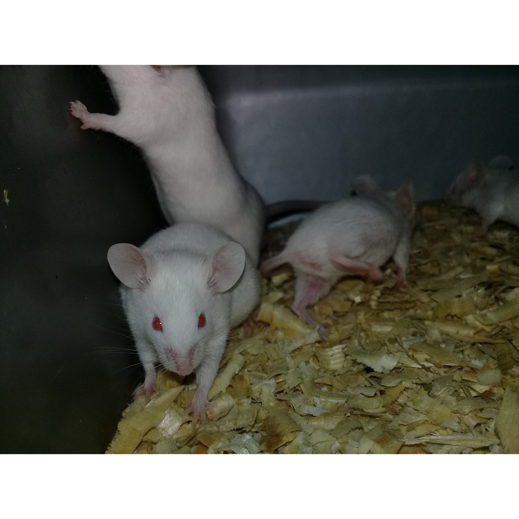 Tikus Putih Rat Indukan