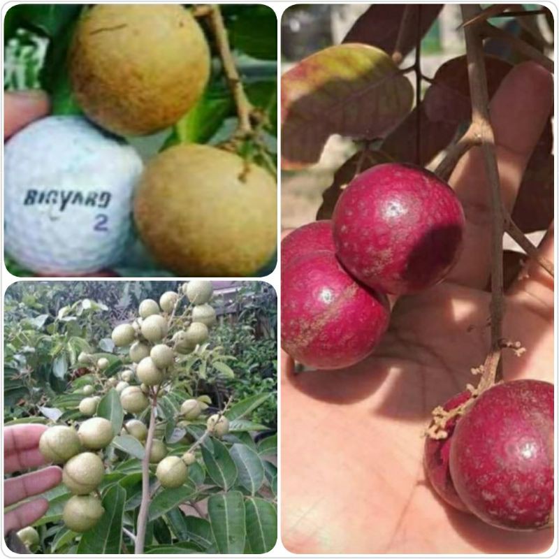 PAKET 3 BIBIT TANAMAN  KELENGKENG