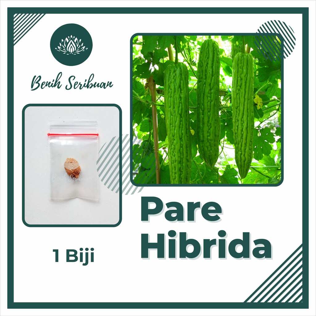 BS-BYL Bibit Sayuran Benih Sayur Buah Hibrida Unggul Buncis Cabe Rawit Bawang Jagung Kacang Lobak Pare Oyong Timun Terong Tomat Wortel dll-PARE HIBRIDA