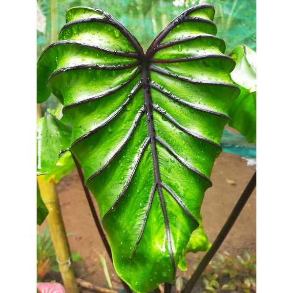 colocasia paraoh mask
