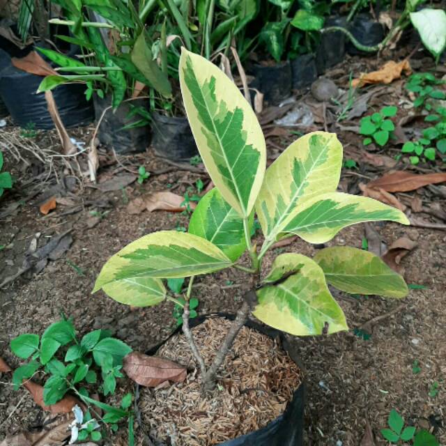 FICUS ELASTICA LEMON LIME-tanaman beringin karet kebo kuning
