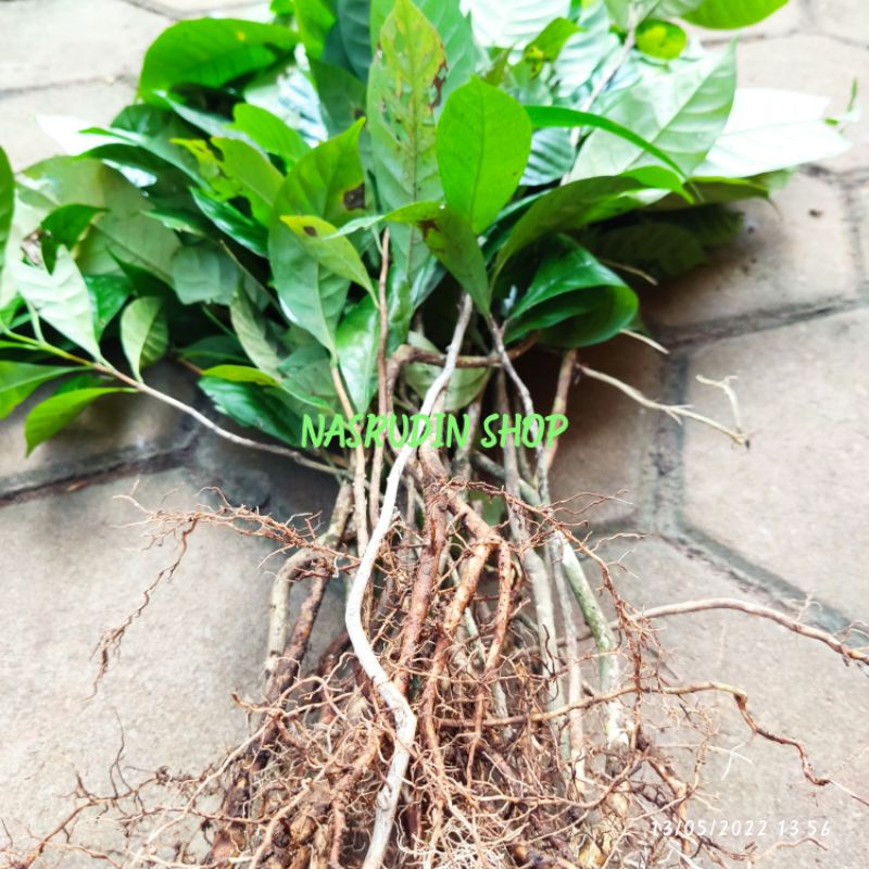 

[Fresh] BIBIT KOPI ROBUSTA CABUTAN 500 RUPIAH / BUKAN KOPI ARABIKA / BIBIT KOPI ROBUSTA TERMURAH /