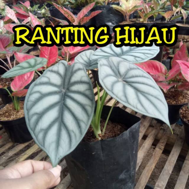 Bibit bunga keladi tengkorak