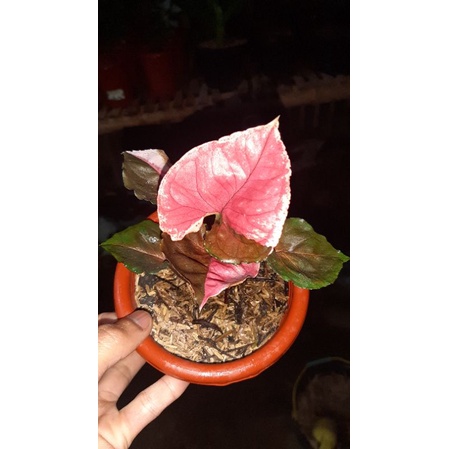 syngonium strawberry ice