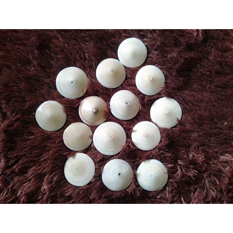 

kerajinan kerang laut