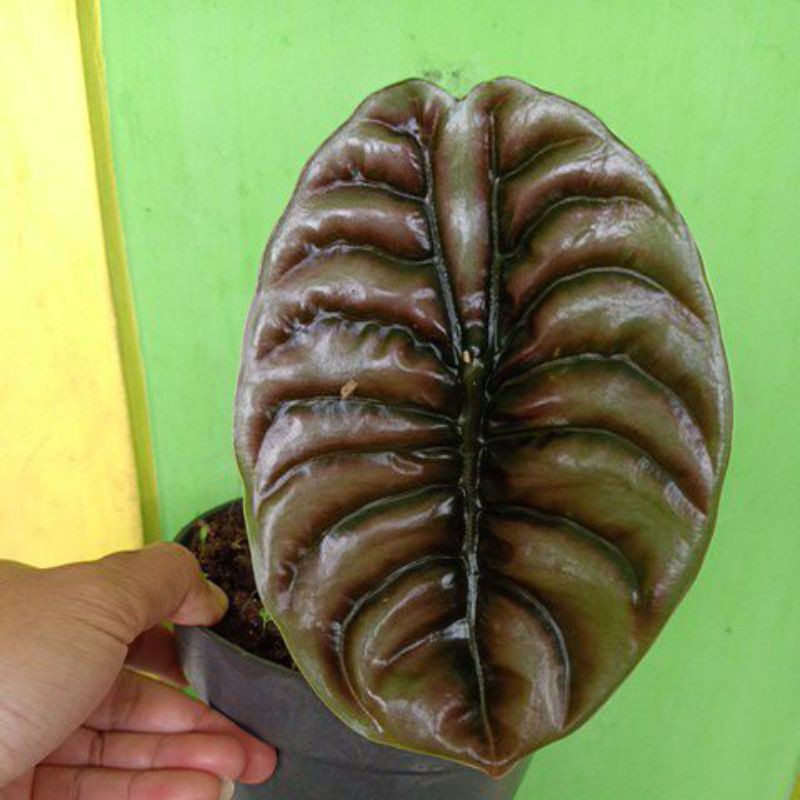 tanaman hias alocasia cuprea keladi tengkorak hitam