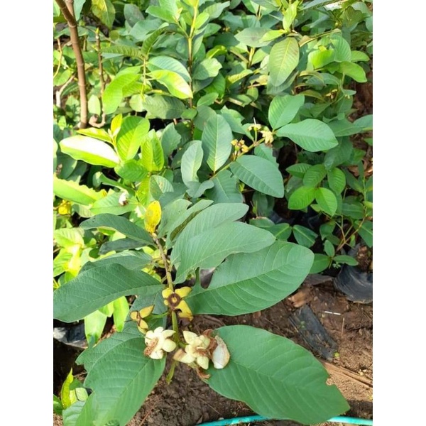 cangkok jambu kristal