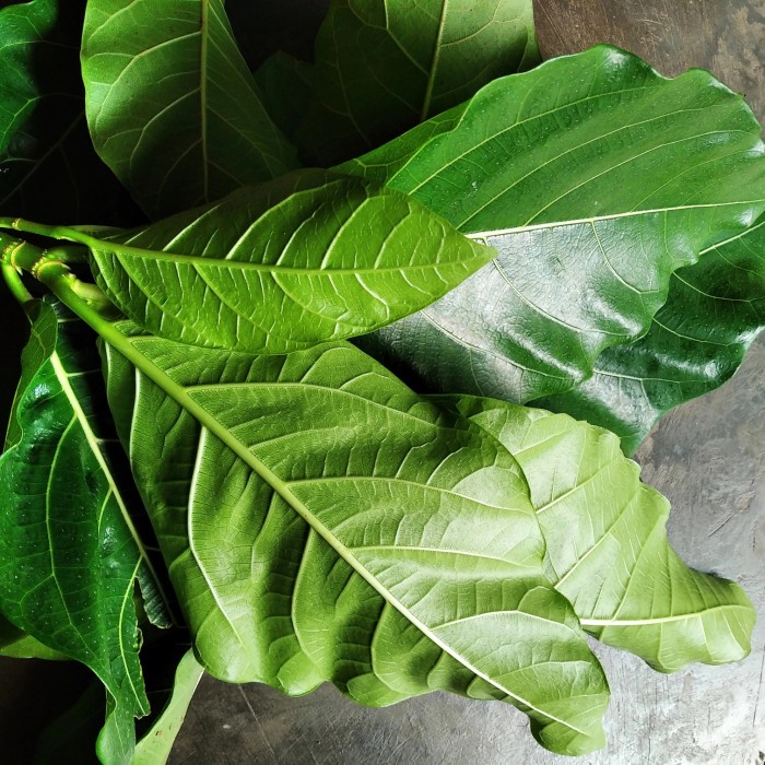 

herbal daun awar awar segar