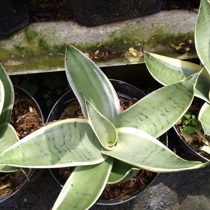 Tanaman hias sansevieria mini green silver - sansivera green silver