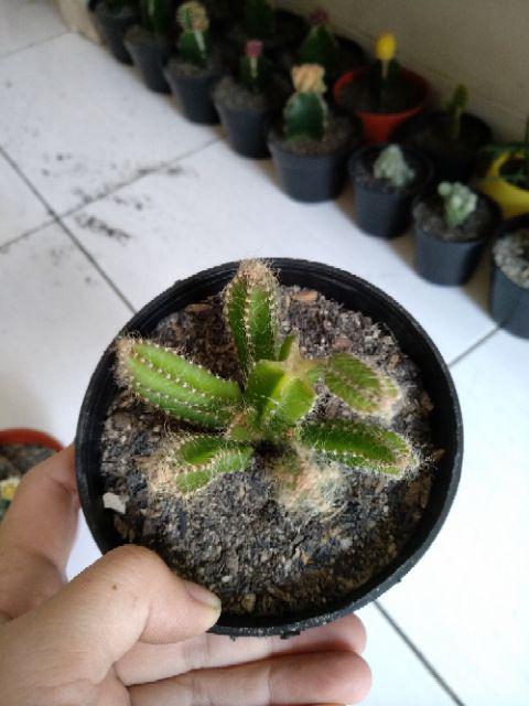 Kaktus Dan Sekulen ( Minimal 30 Packs )