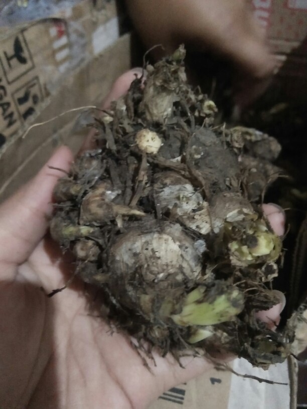 1 kilo Umbi Bunga Sedap Malam free 5 Bunga Rain Lily