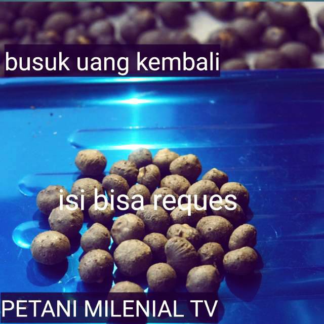 Bibit porang (1kg) katak super chat langsung untuk reques isi