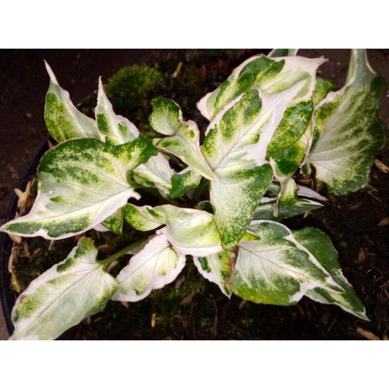 syngonium t 25