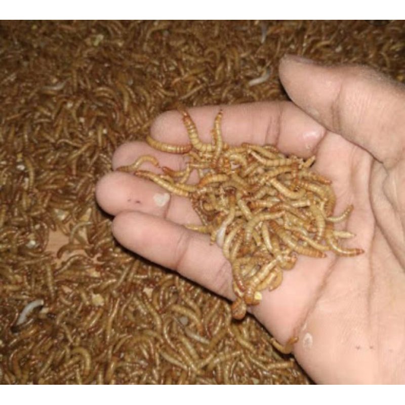 

ULAT HONGKONG PREMIUM GOLD ISI BERAT PER ONS