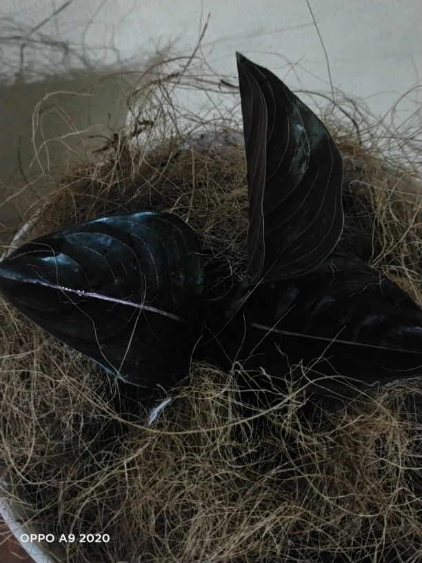 Aglonema Rotundum Aceh