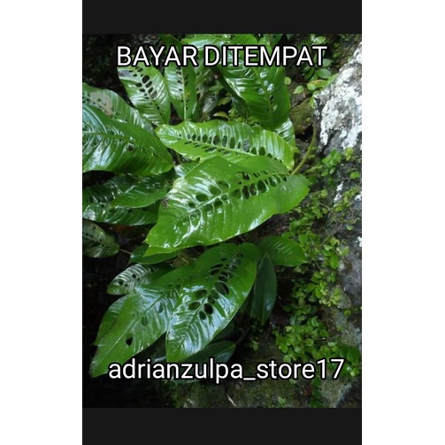 

BONGGOL / DUDA BOLONG TERBAIK