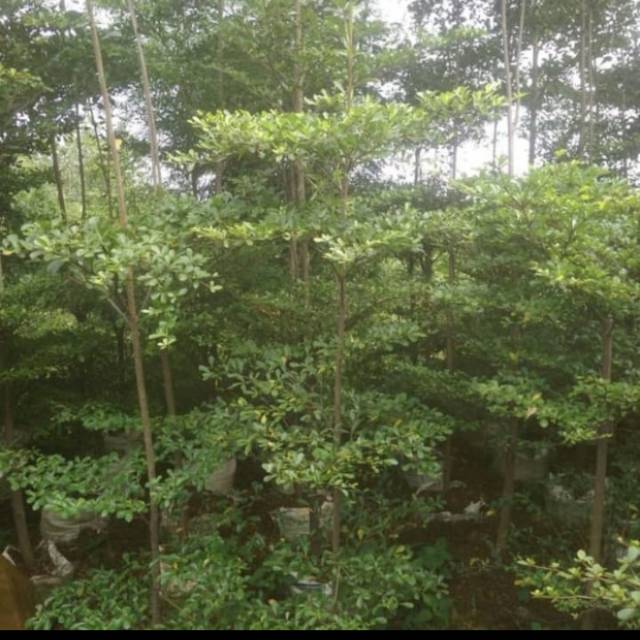 Pohon ketapang kencana 1 meter - ketapang kencana