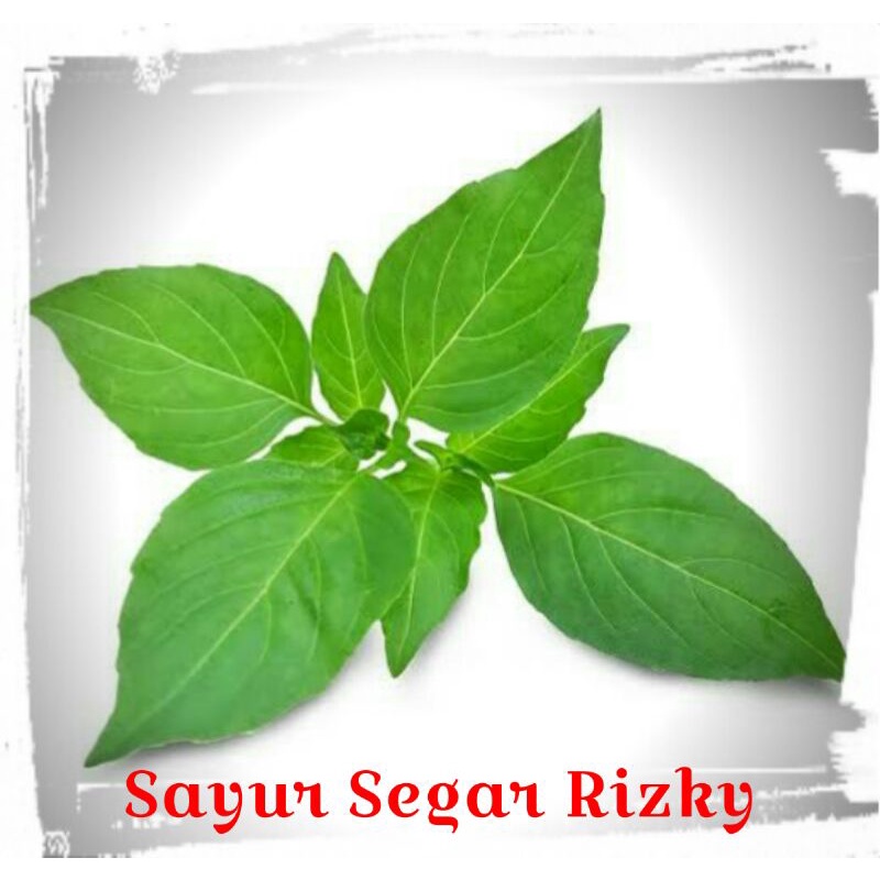 

[NAIK HARGA] Kemangi