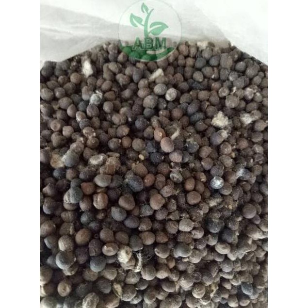 Super Benih Biji Kapuk Randu Klenteng