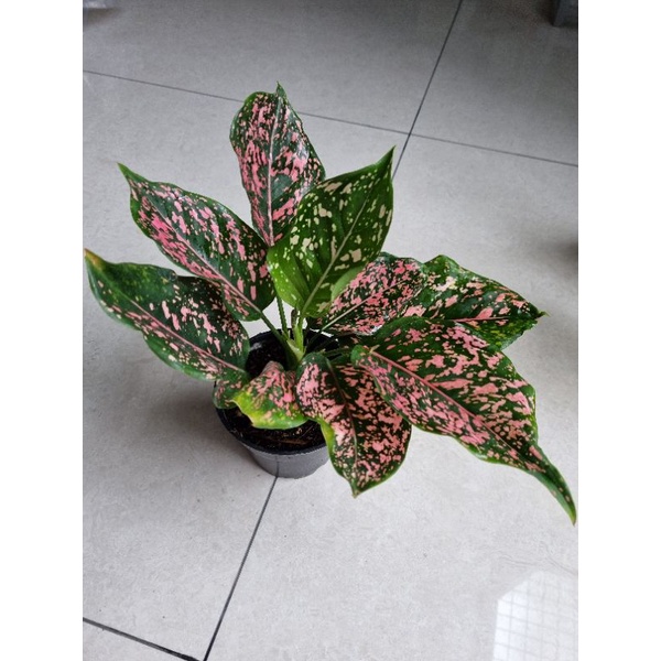 aglonema pink dalmation