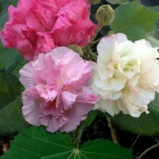 Bibit waru landak/sibuyung/hibiscus mutabilis/obat herbal