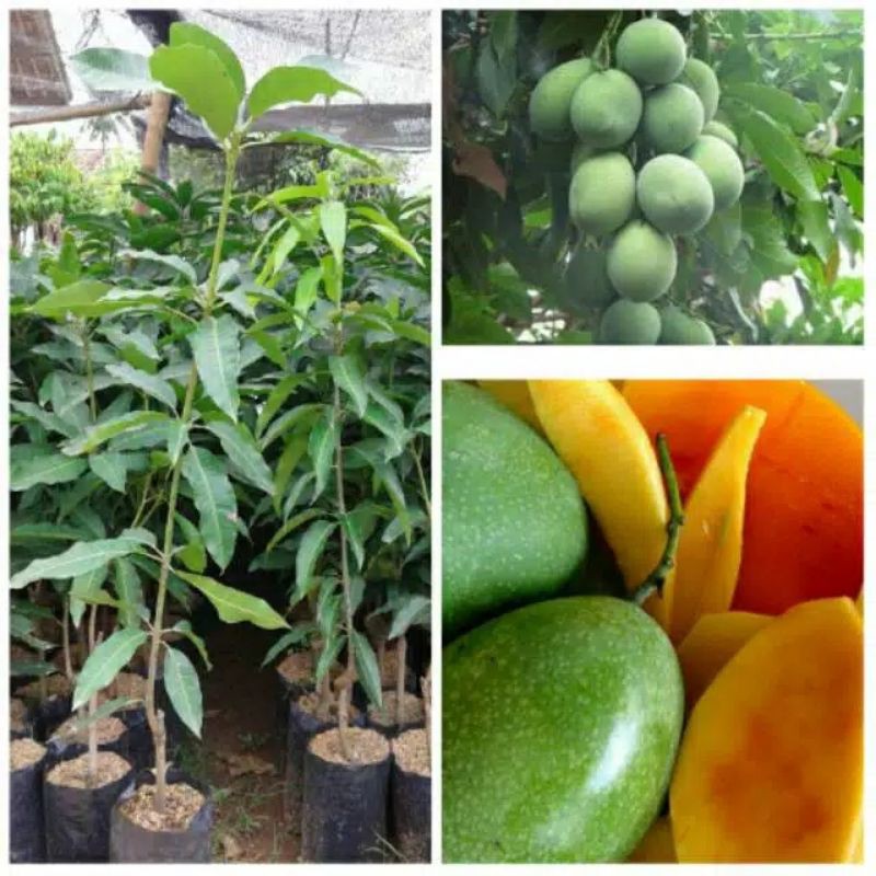 bibit buah mangga madu