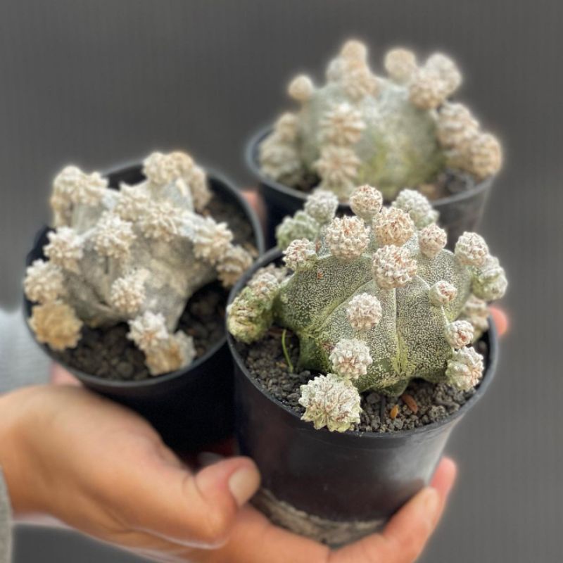 Jual Kaktus Astrophytum Astro Myriostigma Shopee Indonesia