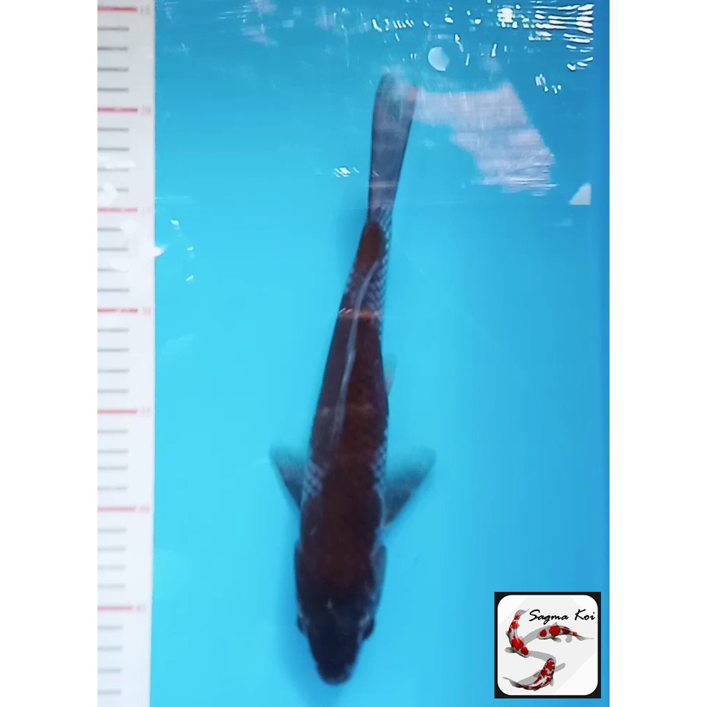 Koi Ochiba Shigure Lokal Blitar 28 CM