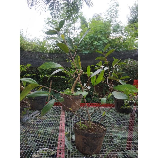 Bahan Bonsai Ampelas Putih Langka Daun Bisa Kecil Prospek