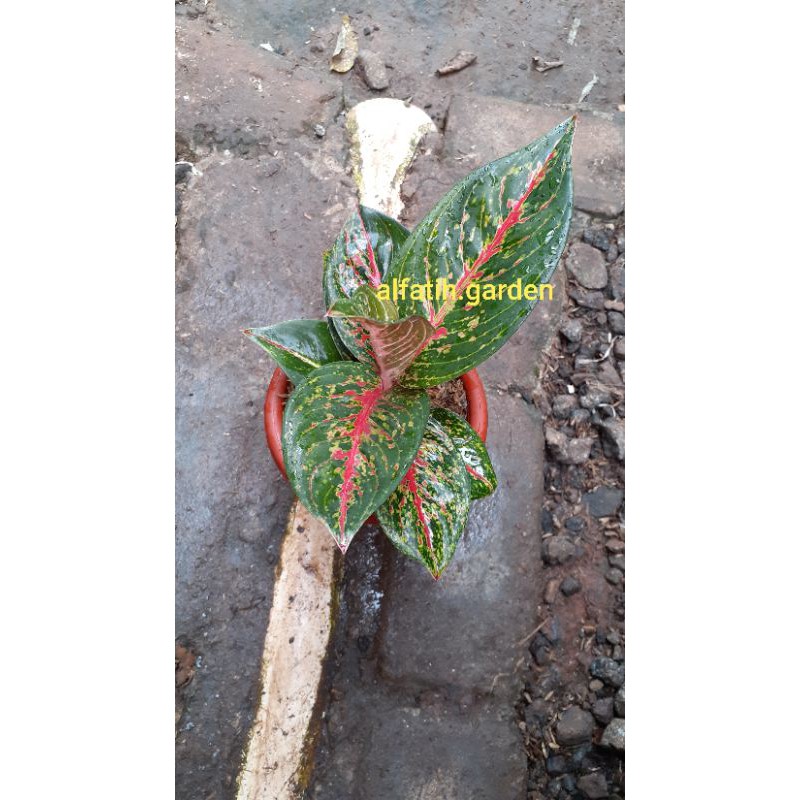aglonema hot lady