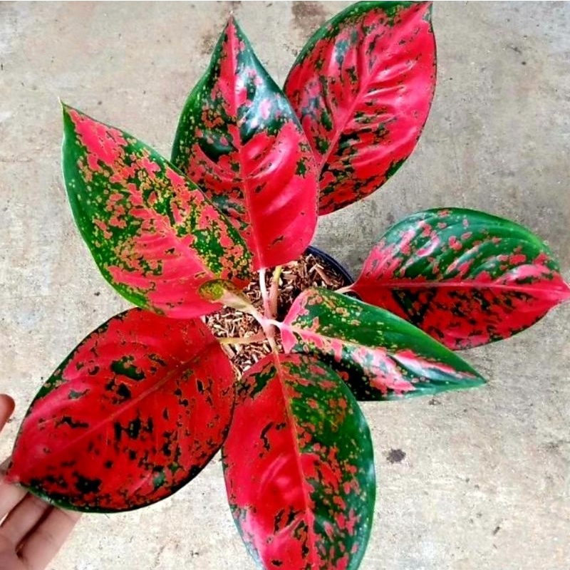 Aglonema Khocin Super Star / bibit bunga / bunga hidup / tanaman / tanaman bunga / bunga hiasan /bun