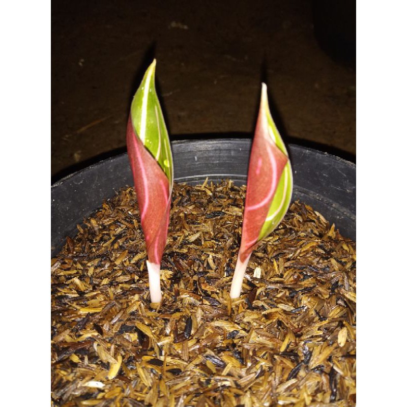 

POS/bibit Red Sumatra/bibit POS