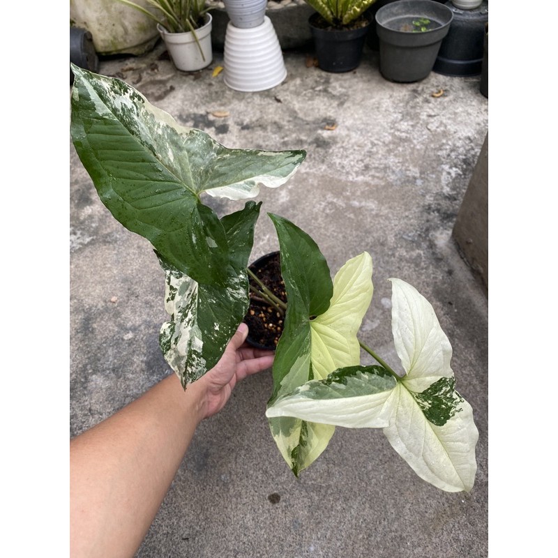 Syngonium Var Variegata Real Pic, Daun Dewasa Besar