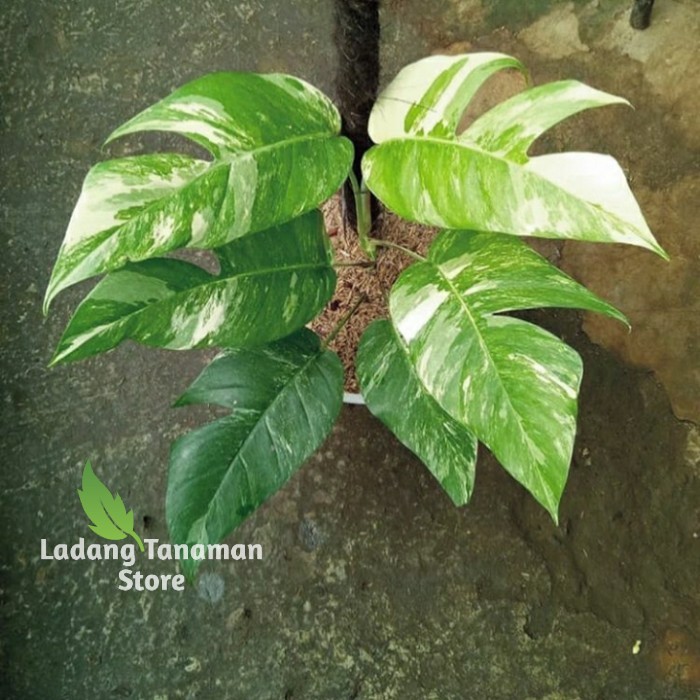 monstera epipremnum variegata / bibit epipremnum variegata