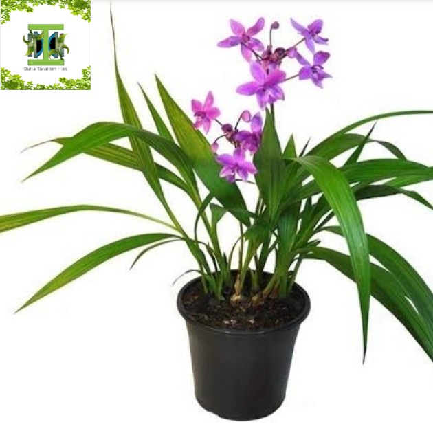 tanaman hias anggrek tanah - pohon anggrek tanah