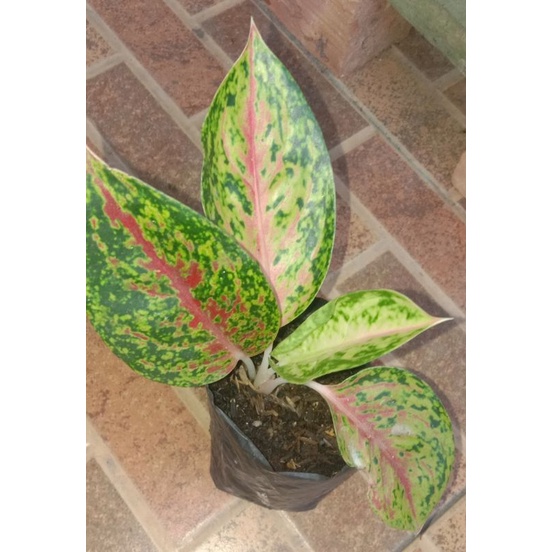 Aglaonema Big Roy