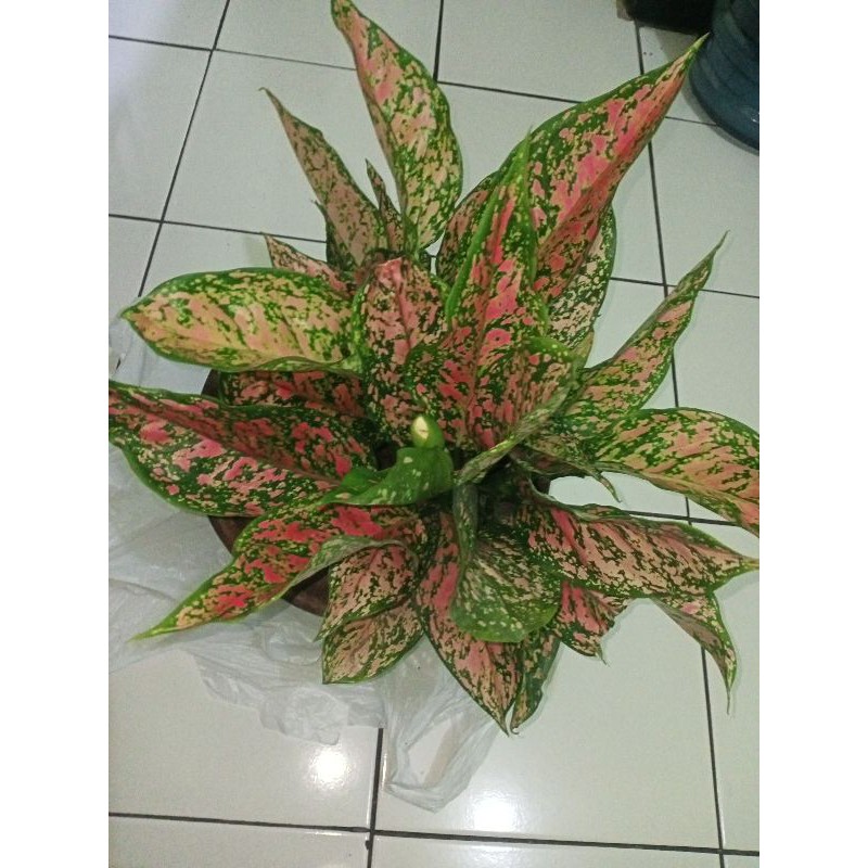 (Kusus JOGJA) Aglonema Venus rimbun, 4 rumpun