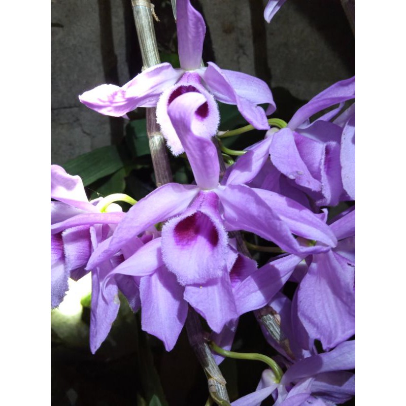 anggrek anosmus gigantea