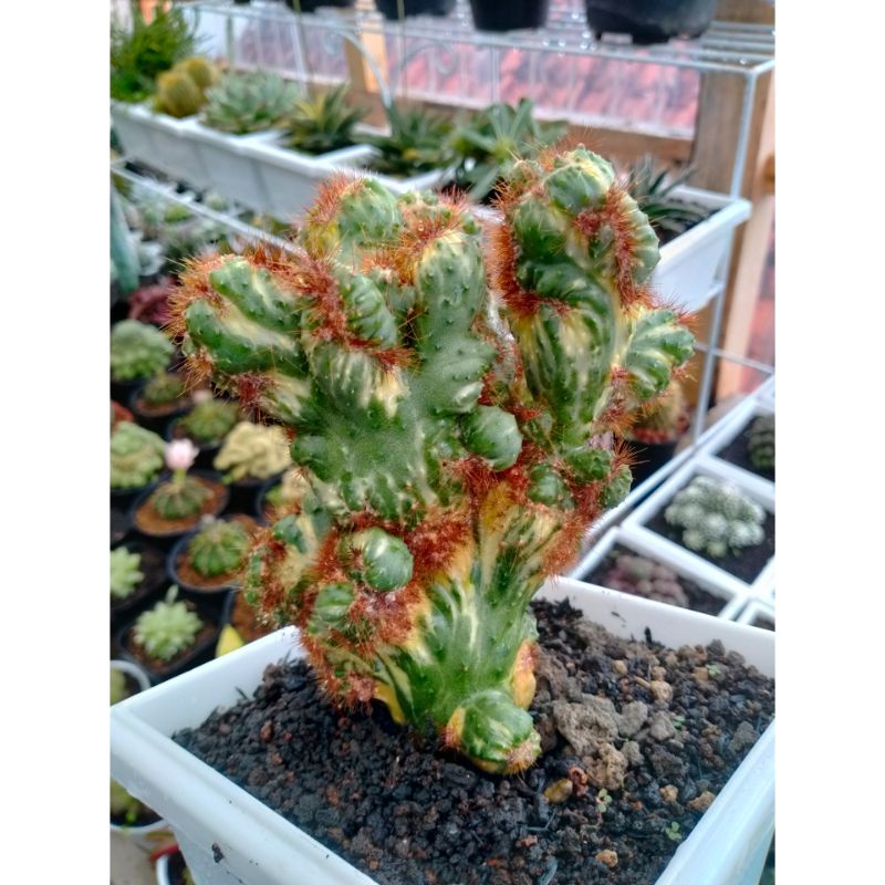 kaktus karang variegata ownroot