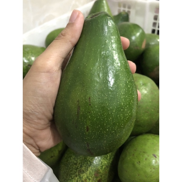

Alpukat Mentega Malang